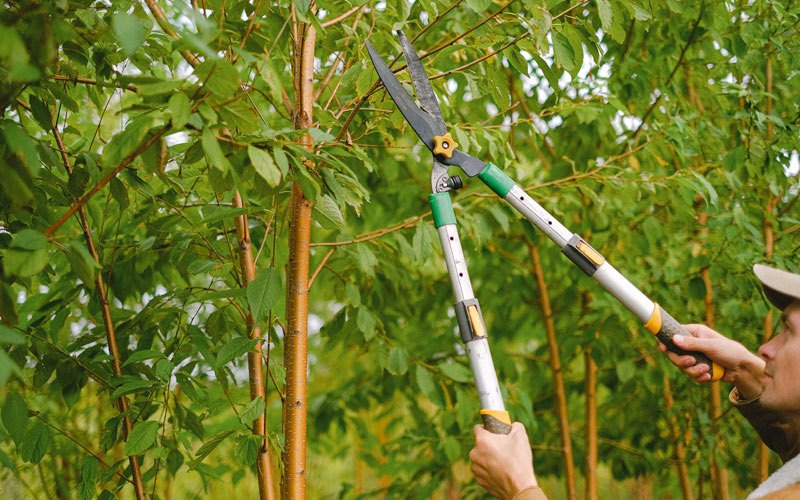 Tree trimming in Elsah, IL