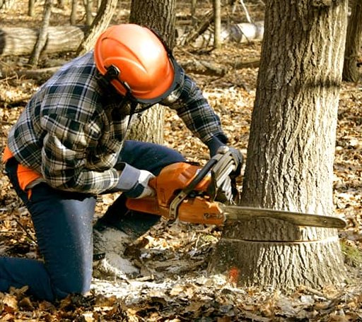 Tree Removal in Elsah, IL